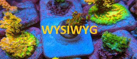 WYSIWYG