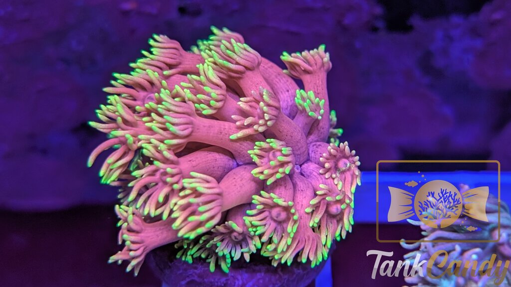 SBB Care Bear Goni XL WYSIWYG GA1