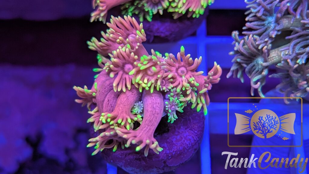 SBB Care Bear Goni WYSIWYG GA2