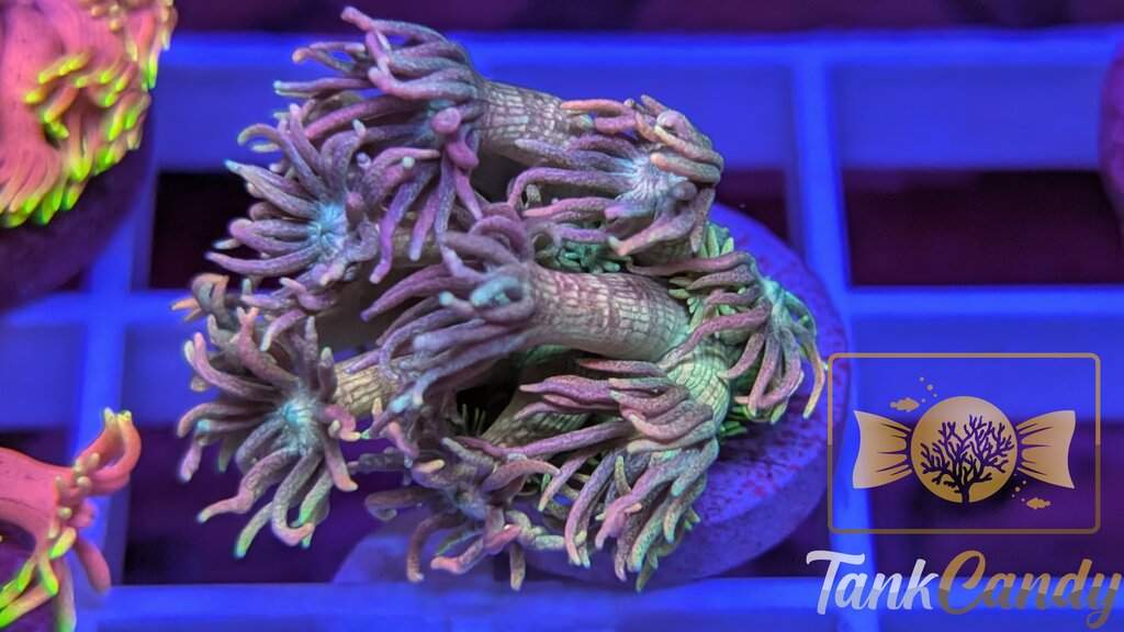 TC Rainbow Loom Goni WYSIWYG GB1