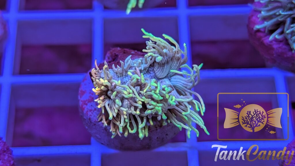 TC Blue Sorbet Goni WYSIWYG GB7