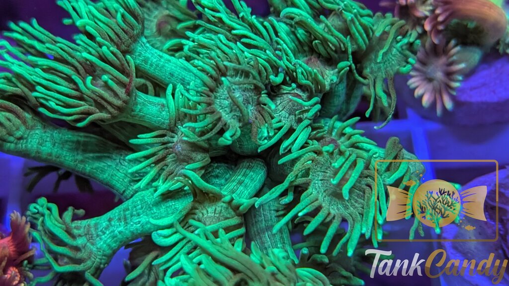 TC Mistletoe Goni WYSIWYG GF1