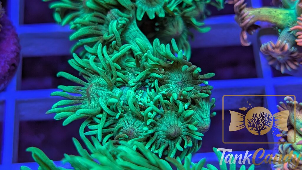 TC Mistletoe Goni WYSIWYG GF3