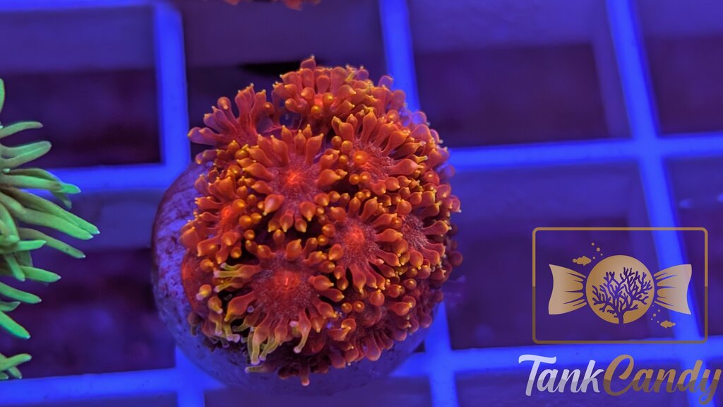 BLA Crown of Thorns Goni WYSIWYG GF6