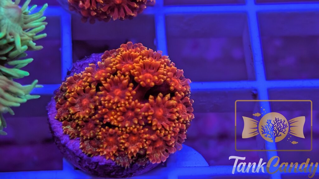 BLA Crown of Thorns Goni WYSIWYG GF8