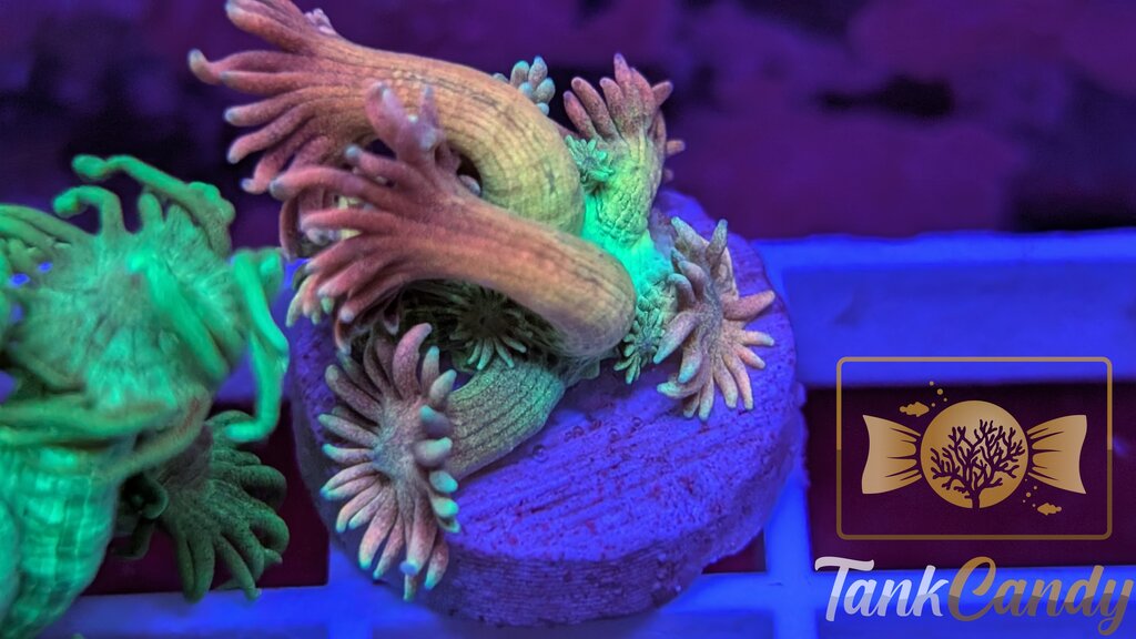 SBB Treasure Chest Goni WYSIWYG GG1