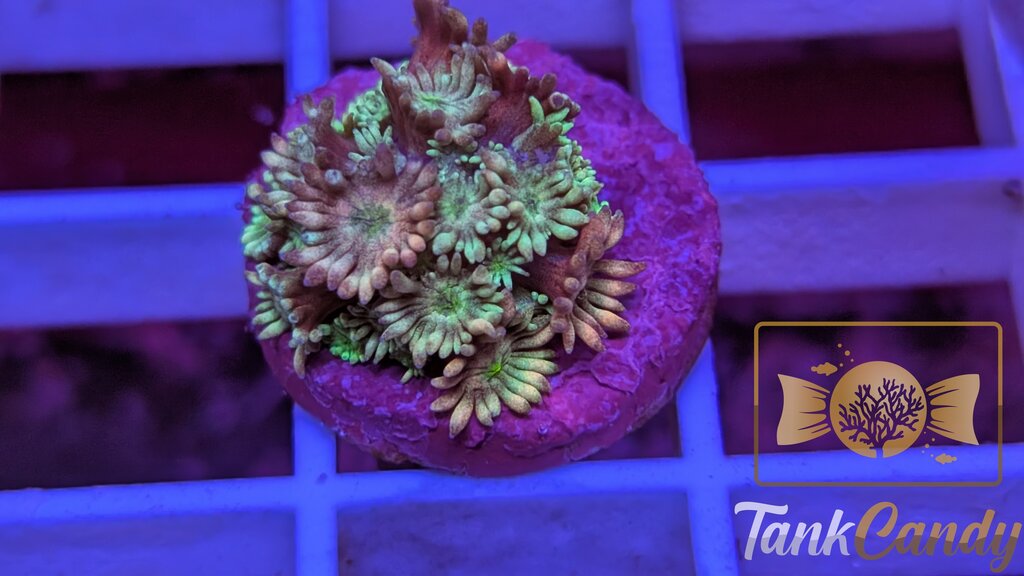 TC Blow Pop Goni WYSIWYG GH1