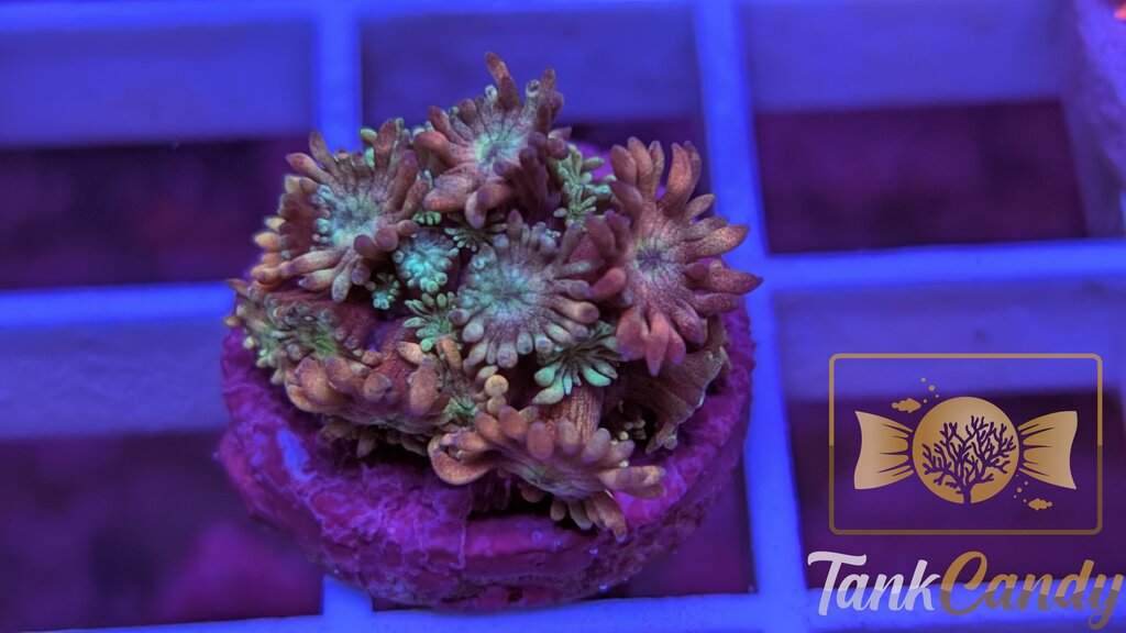 TC Blow Pop Goni WYSIWYG GH2