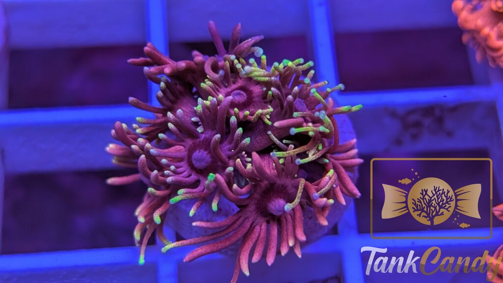 RAS Red Light District Goni WYSIWYG GH3