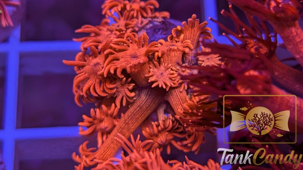 TC Bubblicious Goni WYSIWYG GI4