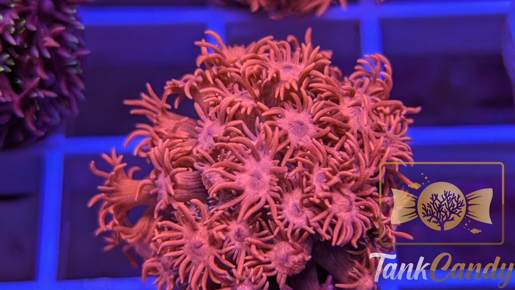 TC Bubblicious Goni WYSIWYG GI7