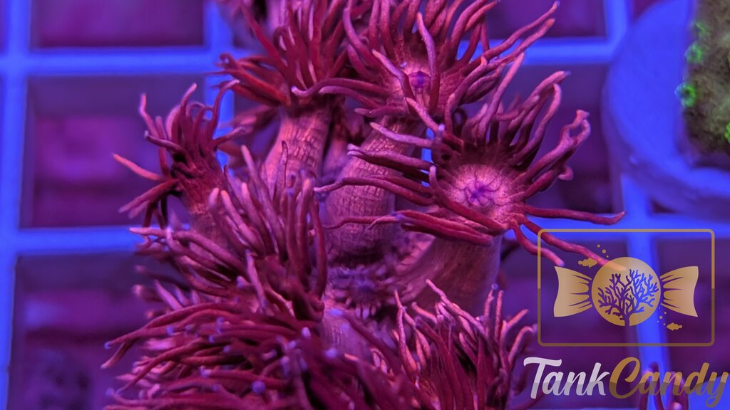 TC Red Dragon Goni WYSIWYG GI11