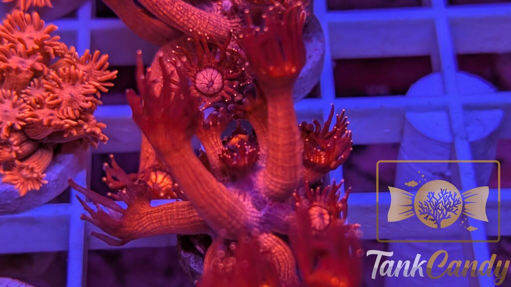 UC Red Glitter Tips Goni WYSIWYG GJ2