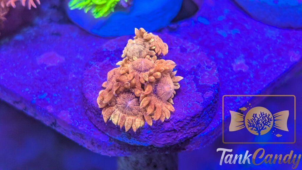 TC Dayglo Orange Glitter Goni WYSIWYG GZ1