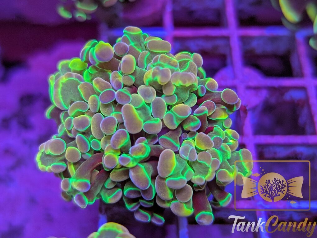 TC Yellow Hologram Hammer DOUBLE WYSIWYG HA2