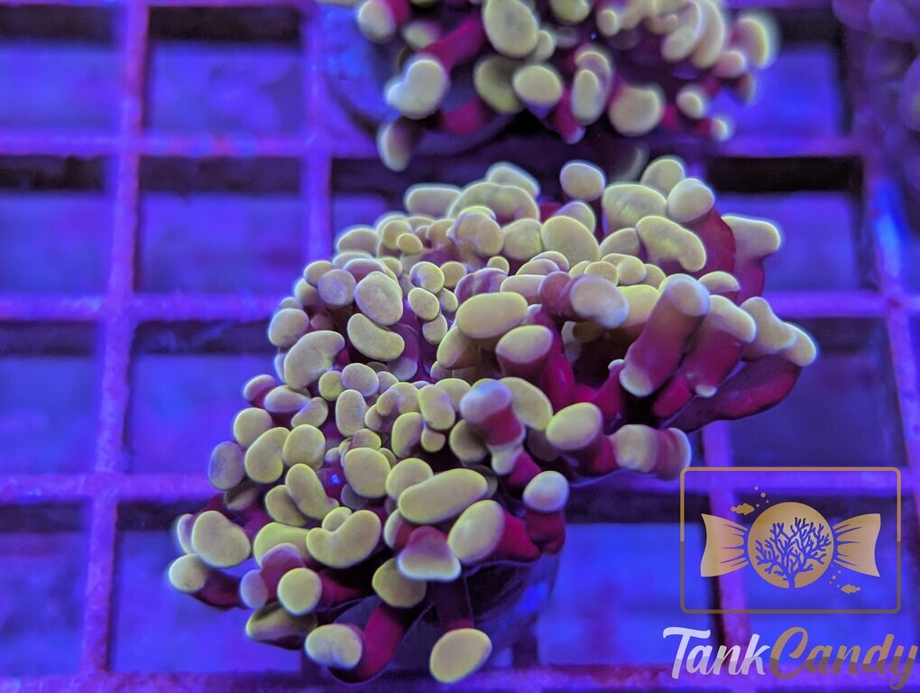 TC Peachy Hammer WYSIWYG HB7