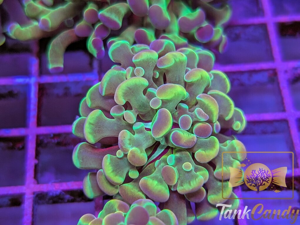 TC Blue Hologram Hammer WYSIWYG HC3