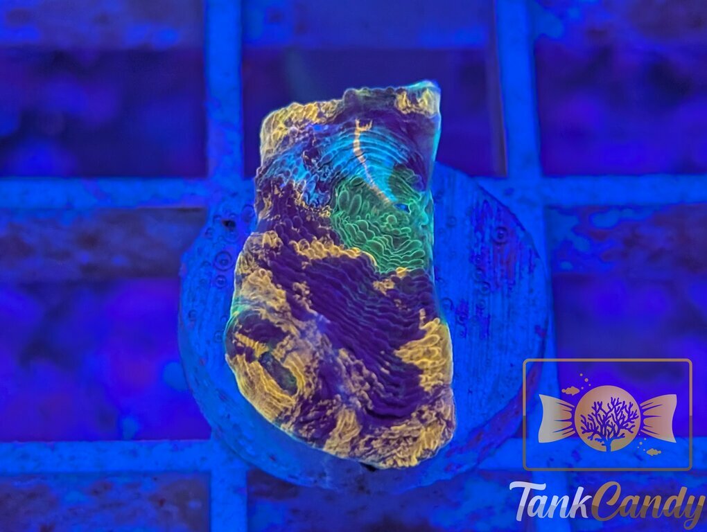 TC Orange Swirl Echinata WYSIWYG LF3