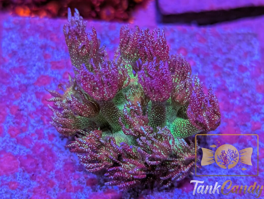 RAS Dark Night Glitter Goni