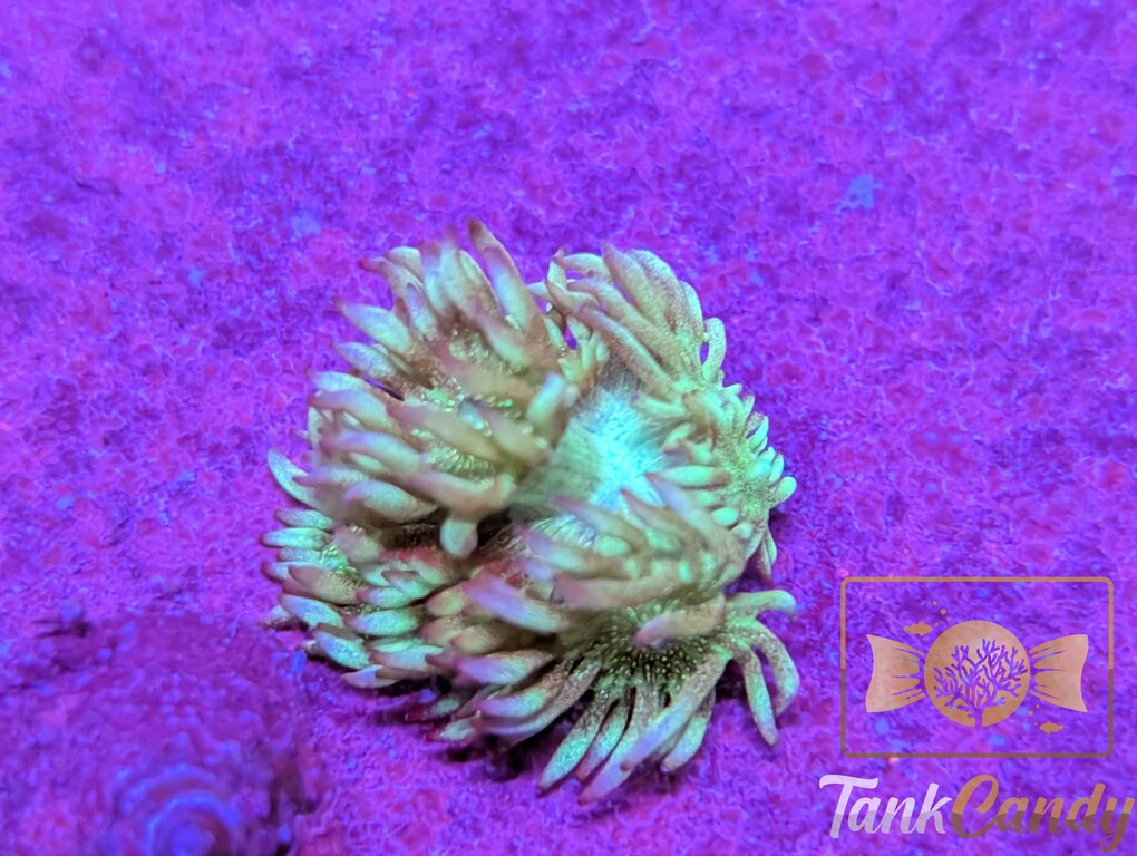 UC Blue Macaw Glitter Goni