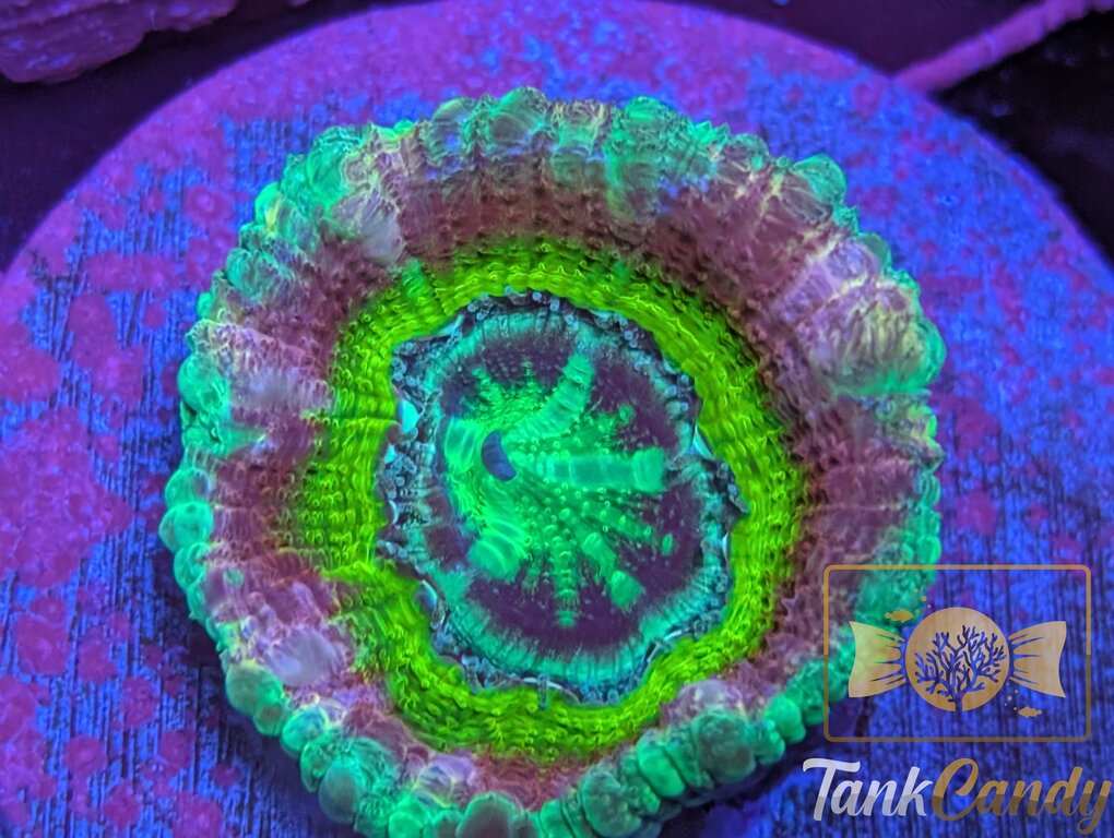 JEA Intergalactic Asian Lord