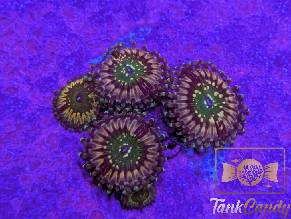 ck monsters CK Monsters Inc Zoa – TankCandy