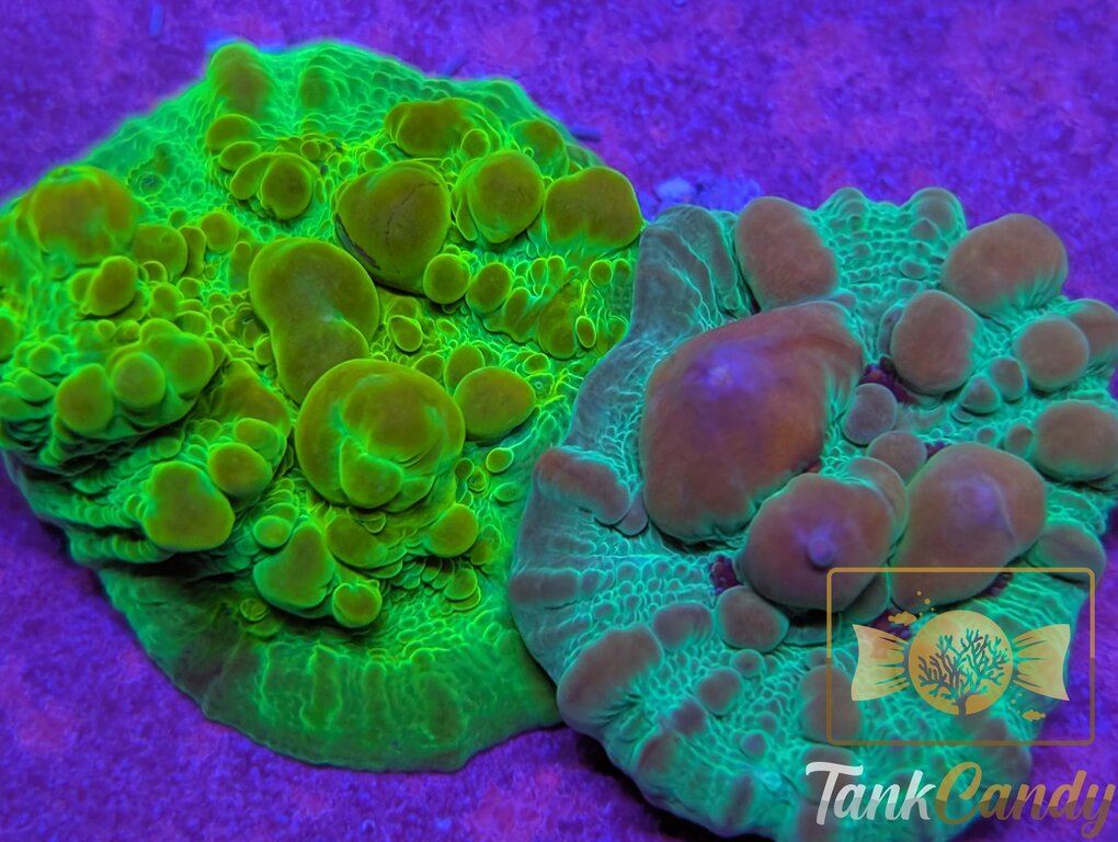 WWC Cosmic Candy Bounce Chalice