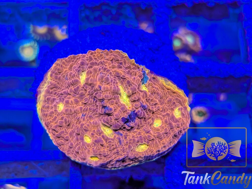 TCK Two Faced Rainbow Chalice WYSIWYG CE6