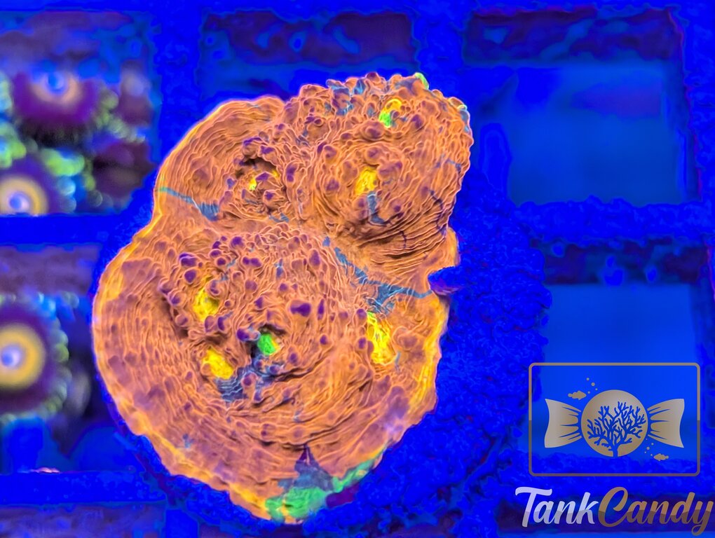 TCK Two Faced Rainbow Chalice WYSIWYG CE7