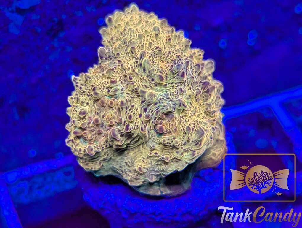 TC Creamsicle Chalice WYSIWYG CC1