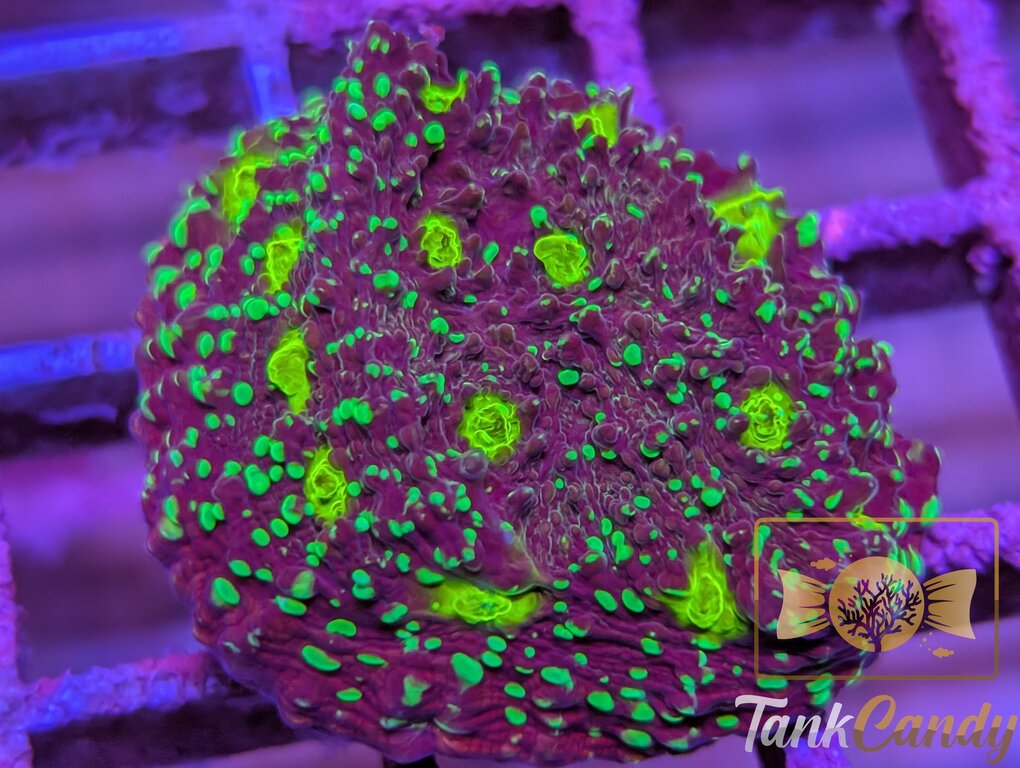 TC Area 51 Chalice WYSIWYG CD1