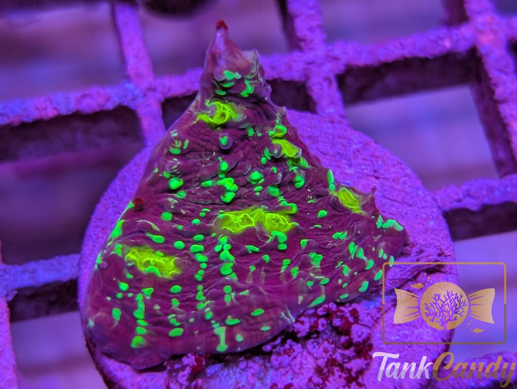 TC Area 51 Chalice WYSIWYG CD2