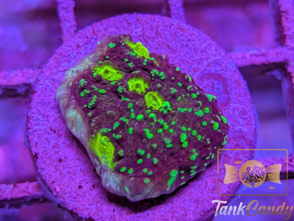 TC Area 51 Chalice WYSIWYG CD6