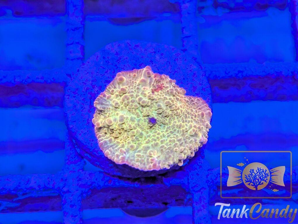 TC Jawbreaker Electus Bouncing Mushroom WYSIWYG MA6