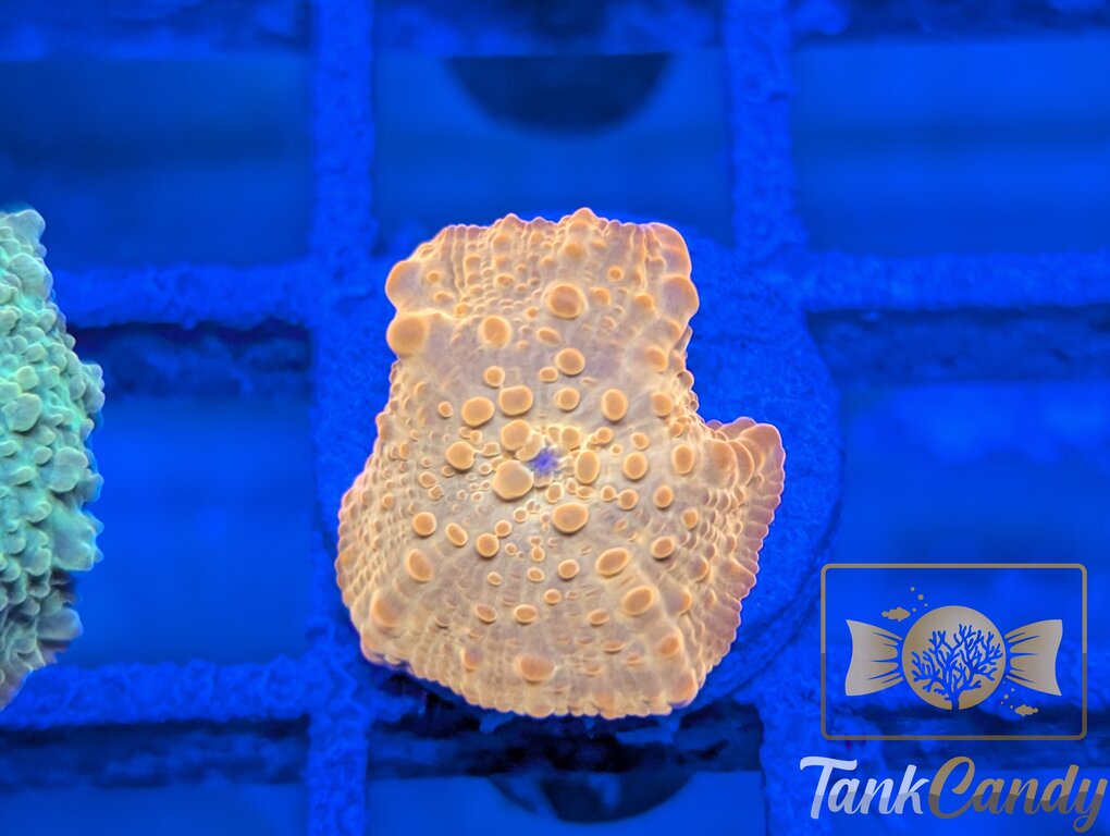 TC Candy Crush Mushroom WYSIWYG MB3