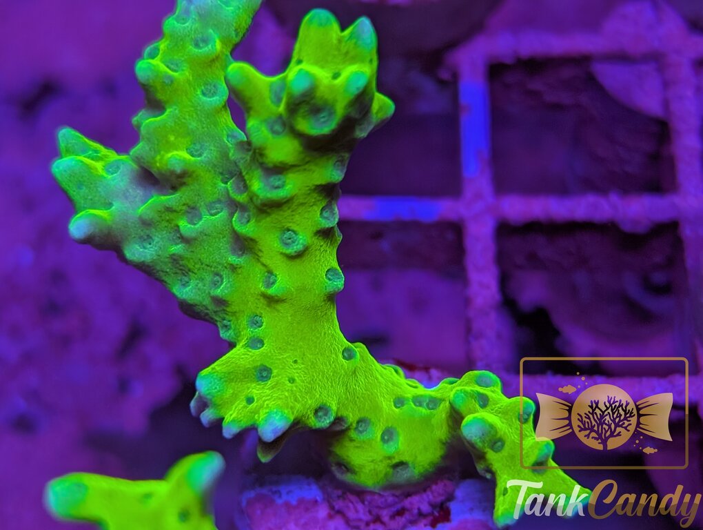 WWC The Thing Anacropora WYSIWYG SA2