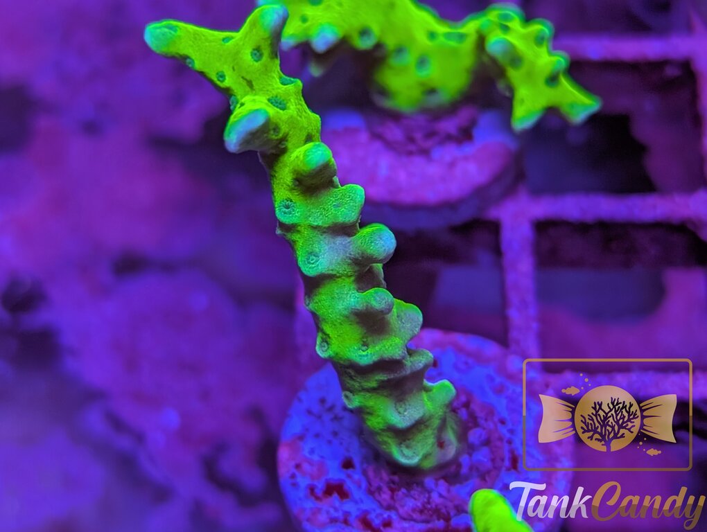WWC The Thing Anacropora WYSIWYG SA3