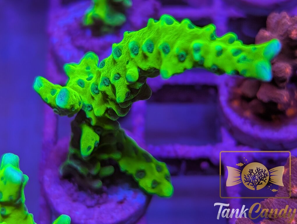 WWC The Thing Anacropora WYSIWYG SA5