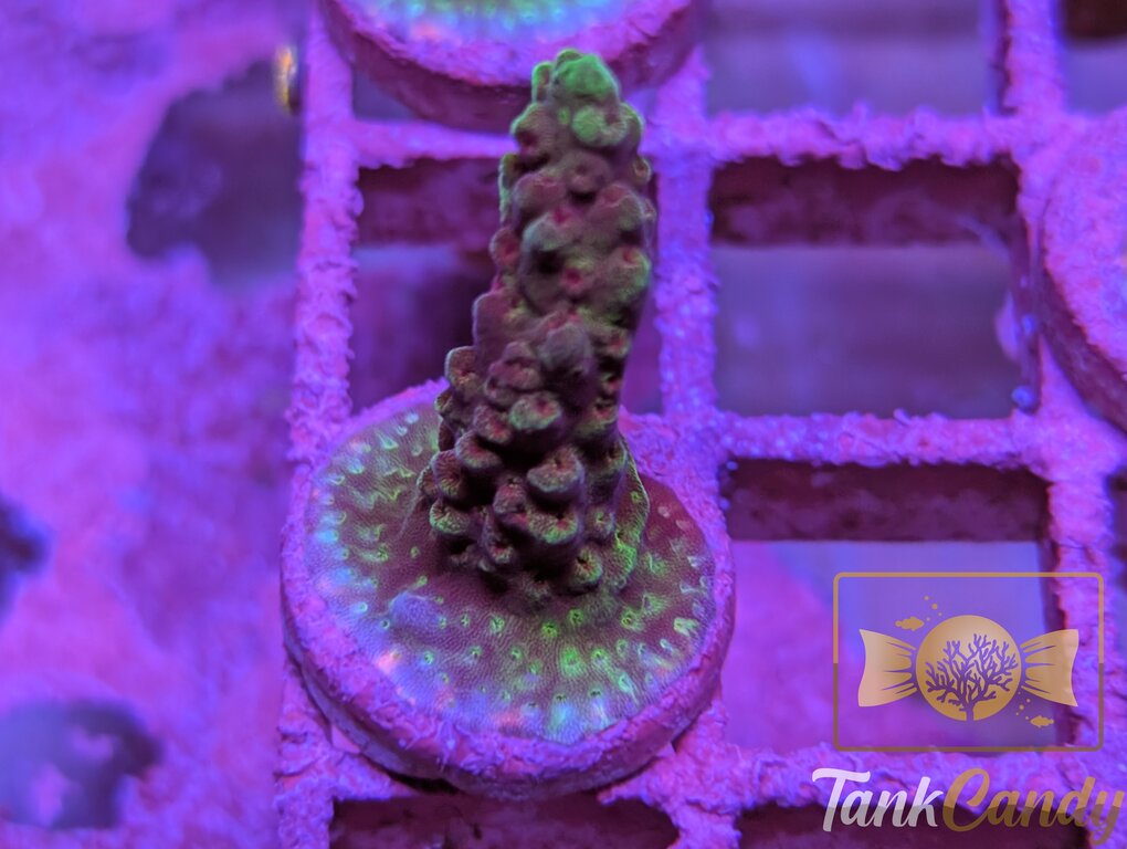 TC SPS Frag 2 WYSIWYG SA9