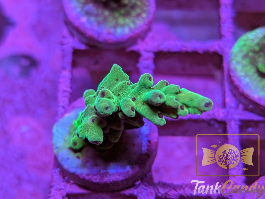 TC Pearl Berry WYSIWYG SA10