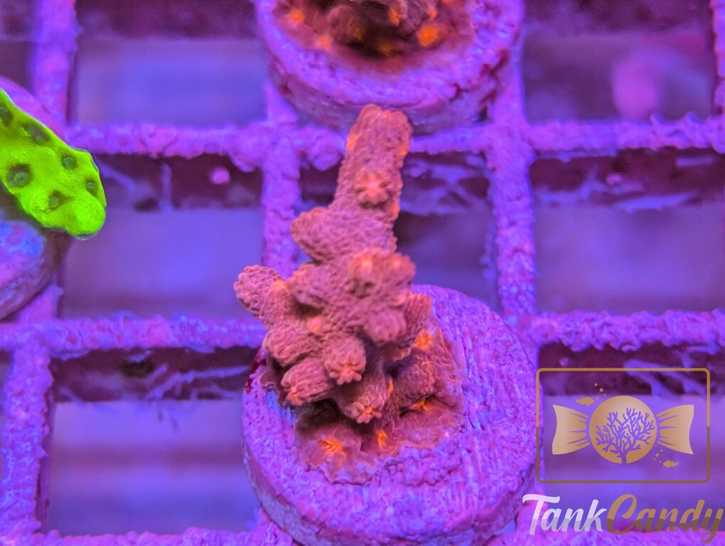TC Branching Cyphastrea WYSIWYG SB6