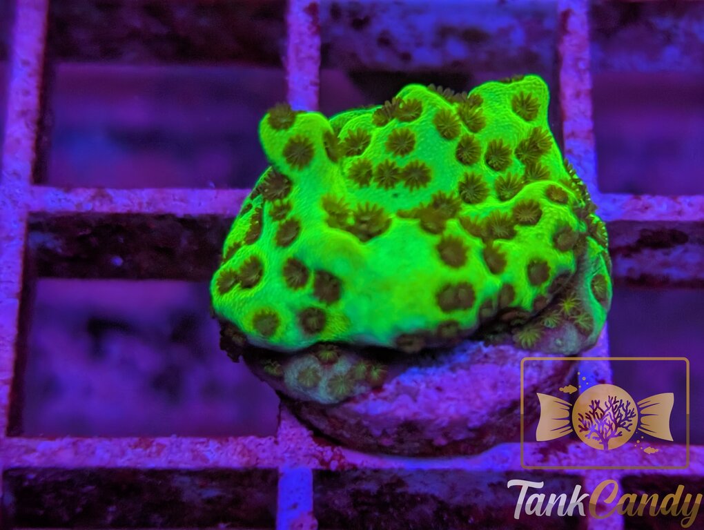 TC Neon Montipora Spongodes WYSIWYG SC2