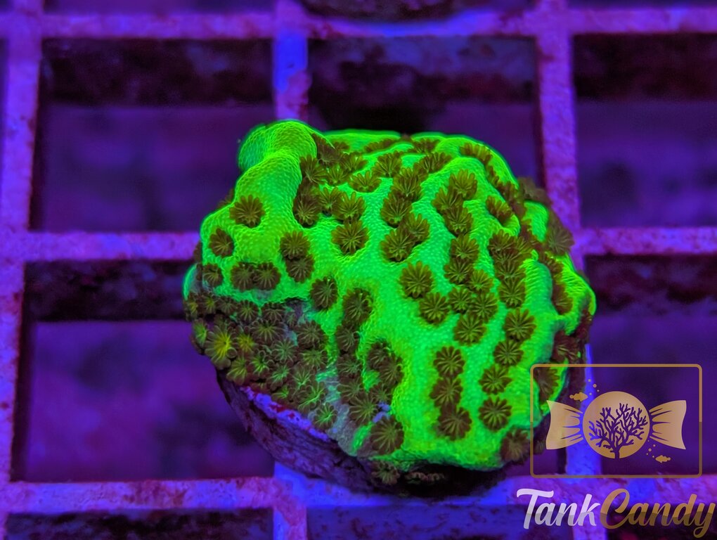 TC Neon Montipora Spongodes WYSIWYG SC3