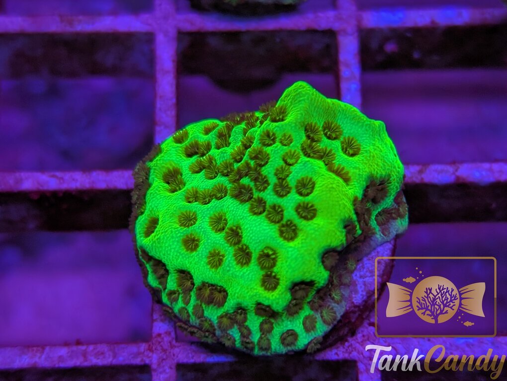 TC Neon Montipora Spongodes WYSIWYG SC5