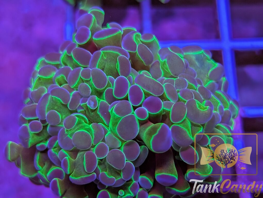 TC Hulk Hologram Branching Hammer WYSIWYG HA7