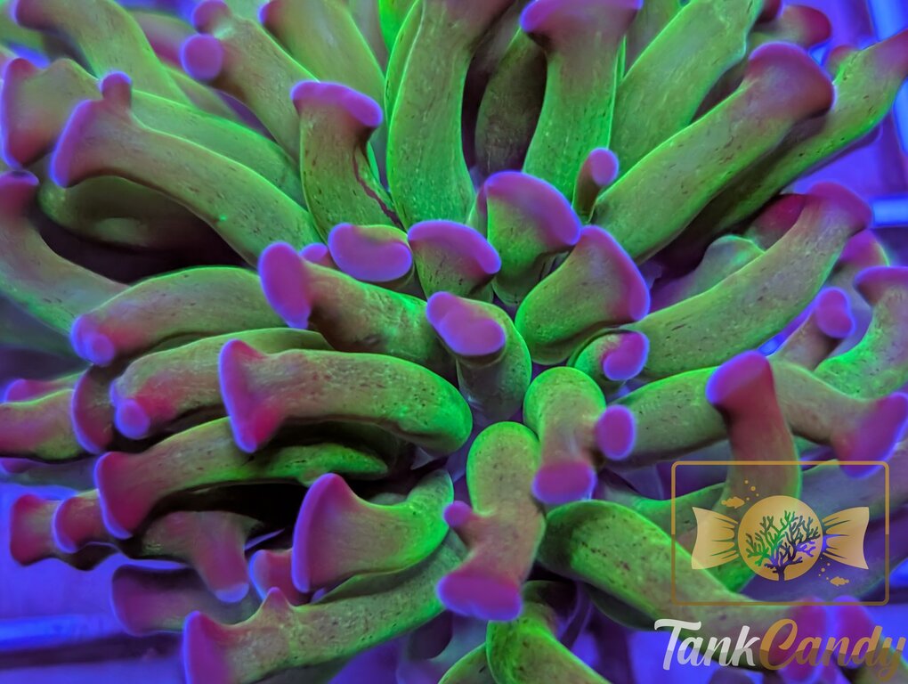 TC Bi-Color Toxic Hammer WYSIWYG HD6