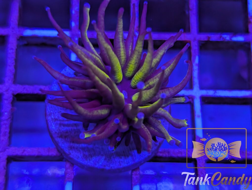 TC 24K Banana Torch WYSIWYG TB8