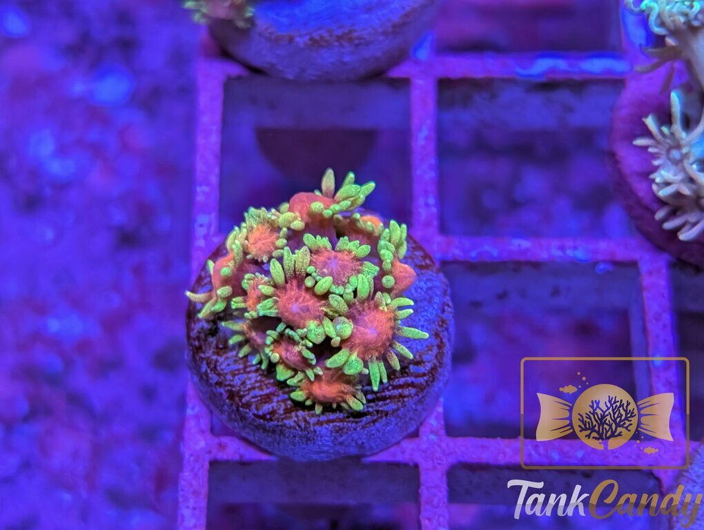 SBB Runespoor Goni WYSIWYG GA8