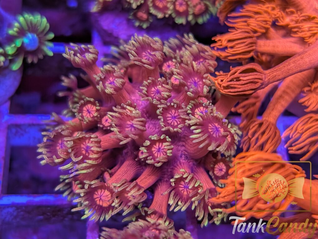 BigR Date Night Goni WYSIWYG GE2