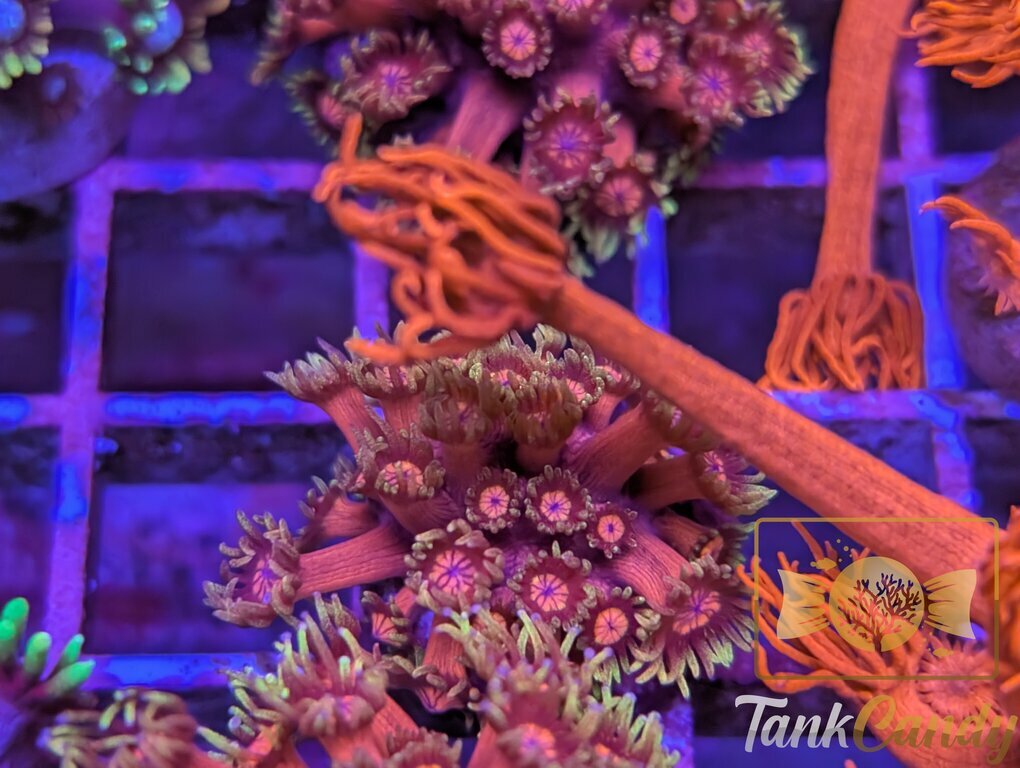 BigR Date Night Goni WYSIWYG GE4